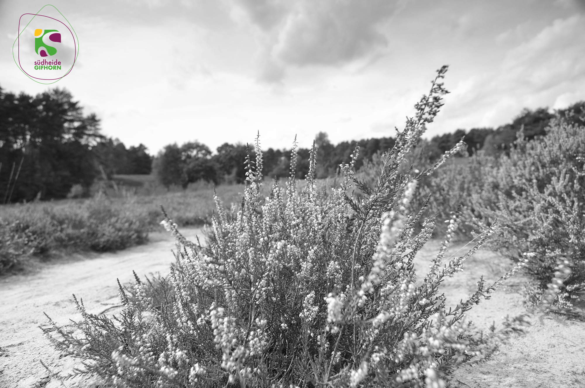 Counter in der Touristinformation Wittingen