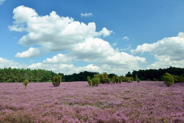 Lila Heidefläche im Heiligen Hain in der Südheide Gifhorn.