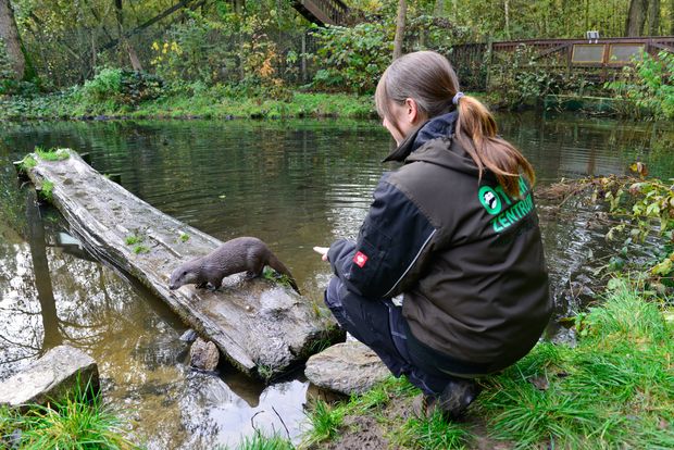 Tierpflegerin und ein Otter bei der Fütterung im Otter-Zentrum in Hankensbüttel.