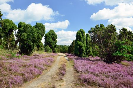 Sandiger Wanderweg durch die lila blühende Heide im Heidegebiet Heiliger Hain.