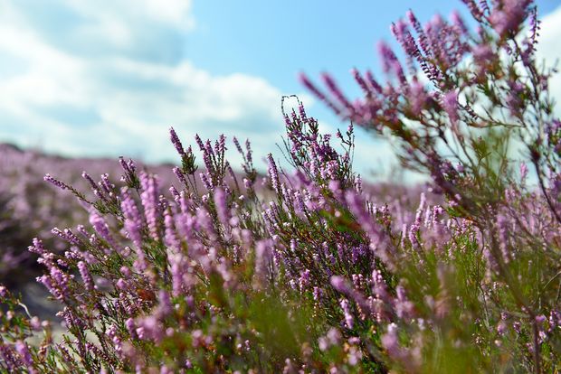 Lila Heideblüte im Heiligen Hain in der Südheide Gifhorn.