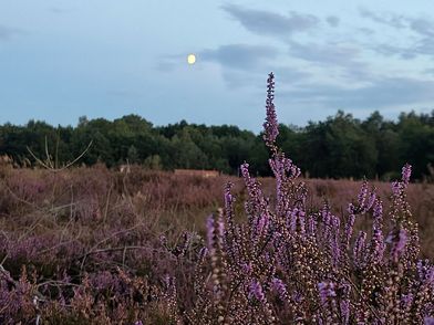 Über dem Heidegebiet Heiliger Hain strahlt der Vollmond