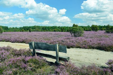 Holzsitzbank mit Lehne in der lila blühenden Heide im Heidegebiet Heiliger Hain in Wahrenholz/Betzhorn.