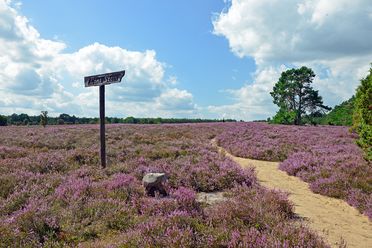 Wegweiser und Wanderweg in der lila blühenden Heide im Heidegebiet Heiliger Hain in Wahrenholz/Betzhorn