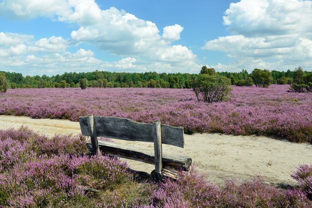 Holzsitzbank mit Lehne in der lila blühenden Heide im Heidegebiet Heiliger Hain in Wahrenholz/Betzhorn.
