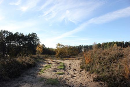 Heidefläche mit Sandweg in der Gifhorner Heide.