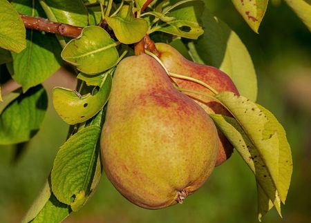 Nahaufnahme einer Birne am Baum umgeben von grünen Blättern.