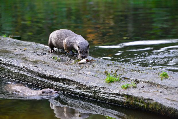 Otter auf einem Baumstamm am Wasser frisst einen Fisch im Otter-Zentrum.