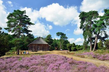 Schafstall mit Reetdach und blühende lila Heide im Heidegebiet Heiliger Hain in Wahrenholz/Betzhorn.