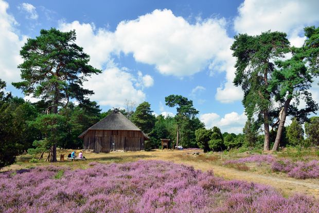 Lila Heidefläche und Schafstall mit Reetdach im Heiligen Hain in der Südheide Gifhorn.