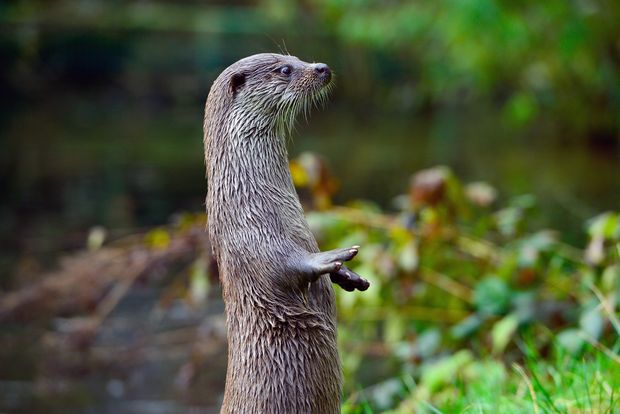Aufrecht stehender Otter im Grünen im Otter-Zentrum.