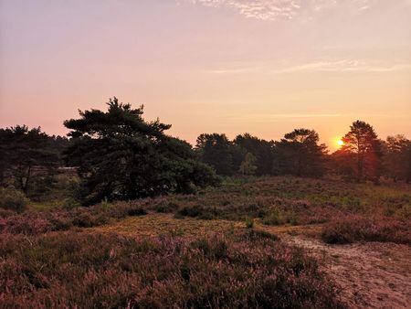 Sonnenaufgang in der lila blühenden Heidefläch im Heidegebiet Heiliger Hain.