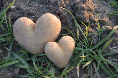 Zwei Herzkartoffeln auf dem Feld vom Hof GausLütje aus Wasbüttel.